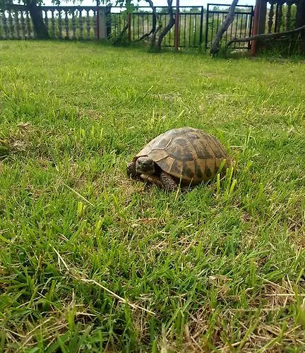 Marija Krusevo (Zadar)